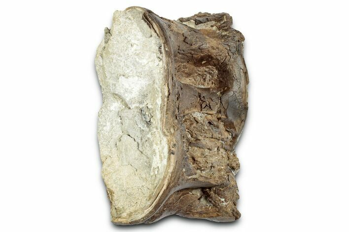 Cretaceous Fossil Ray-Finned Fish (Xiphactinus) Vertebra - Kansas #331051